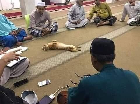 kucing tidur sembarangan © berbagai sumber