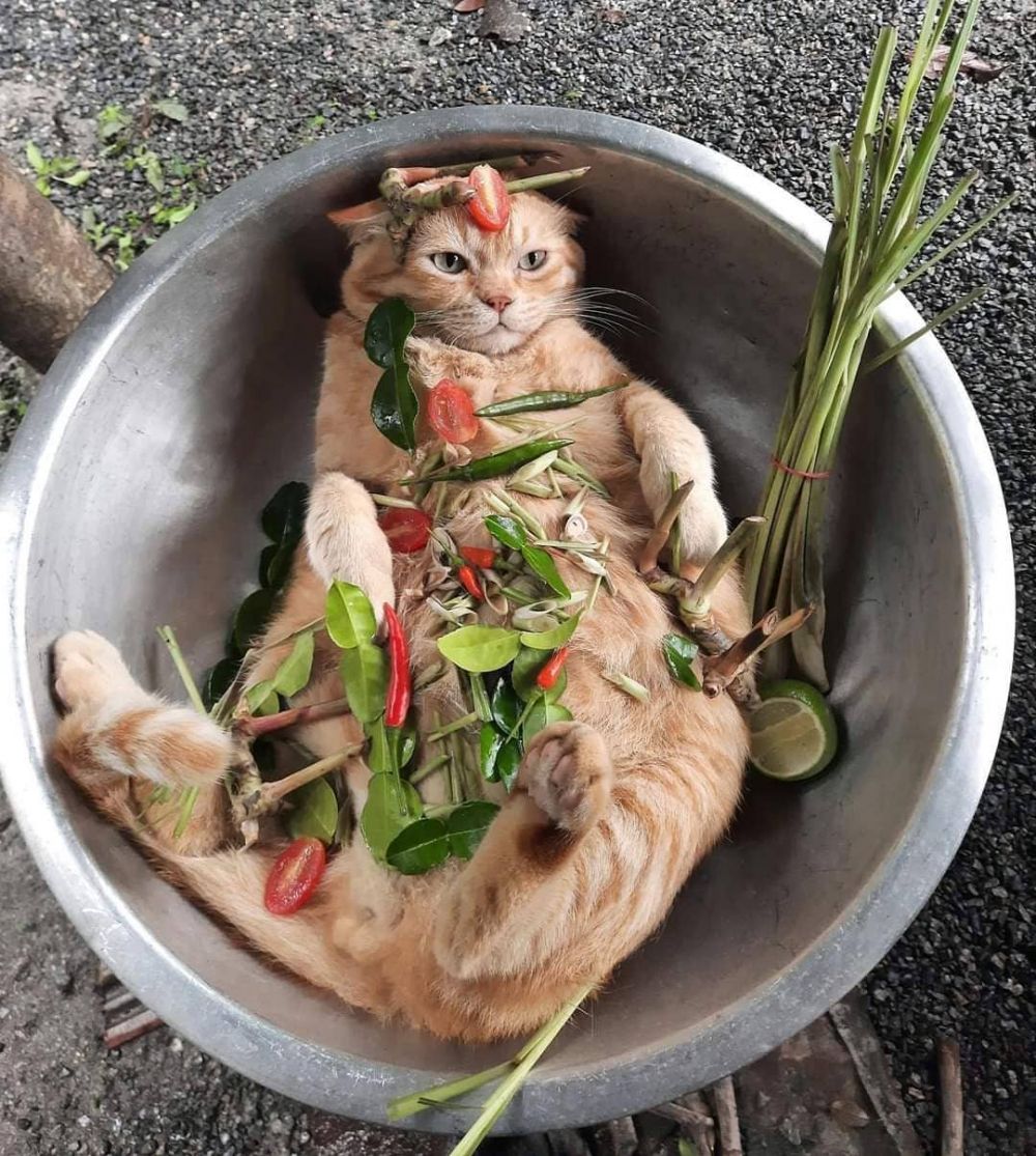 kucing tidur sembarangan © berbagai sumber