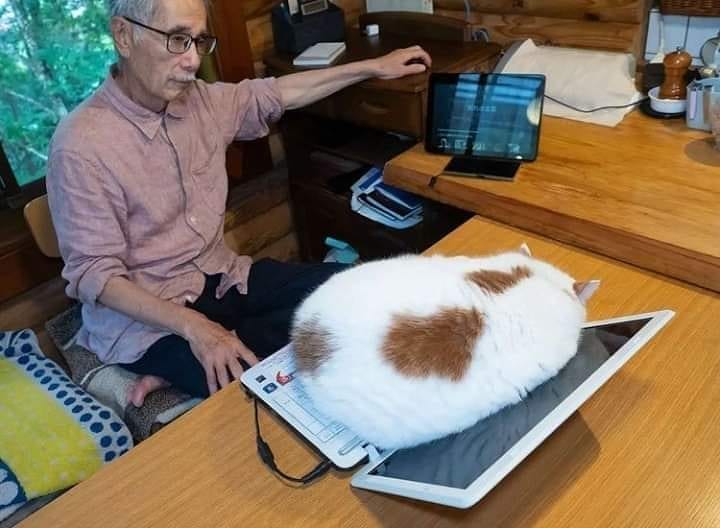 kucing tidur sembarangan © berbagai sumber