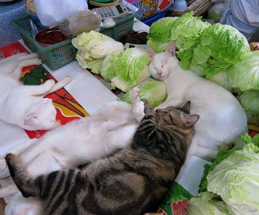 11 Potret lucu kucing tidur di sembarang tempat, bikin tepuk jidat
