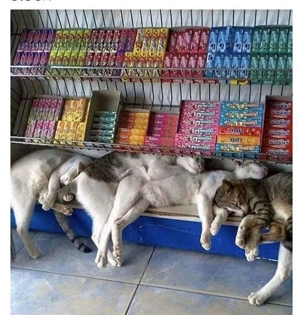 kucing tidur sembarangan © berbagai sumber
