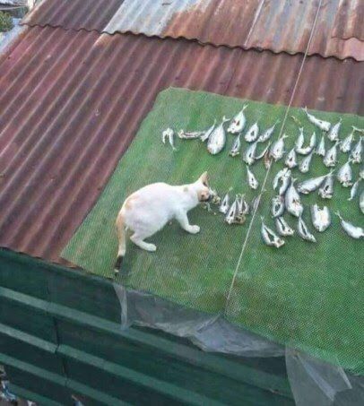 udah rezekinya mujur banget © berbagai sumber