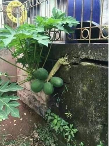 udah rezekinya mujur banget © berbagai sumber udah rezekinya mujur banget © berbagai sumber