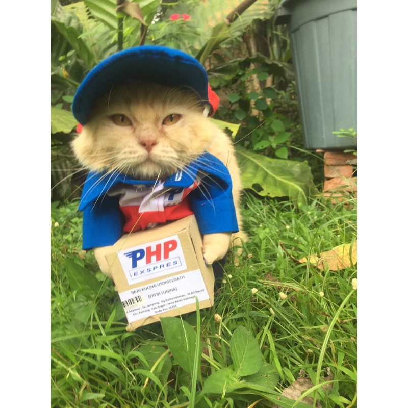 kucing kerja bagai manusia © berbagai sumber kucing kerja bagai manusia © berbagai sumber