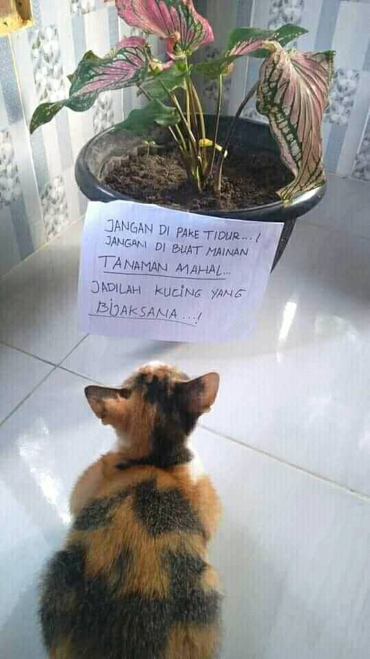 tulisan peringatan lucu untuk hewan Berbagai sumber