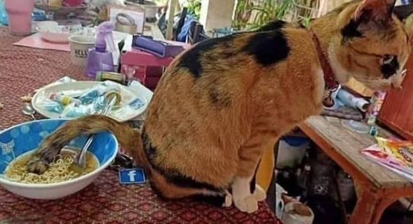 apes banget makan bareng peliharaan © berbagai sumber apes banget makan bareng peliharaan © berbagai sumber