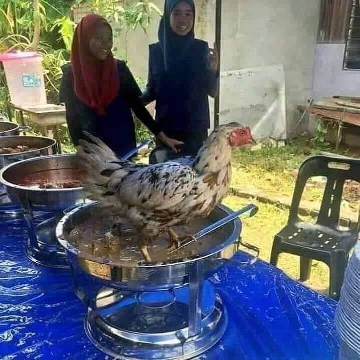 apes banget makan bareng peliharaan © berbagai sumber apes banget makan bareng peliharaan © berbagai sumber