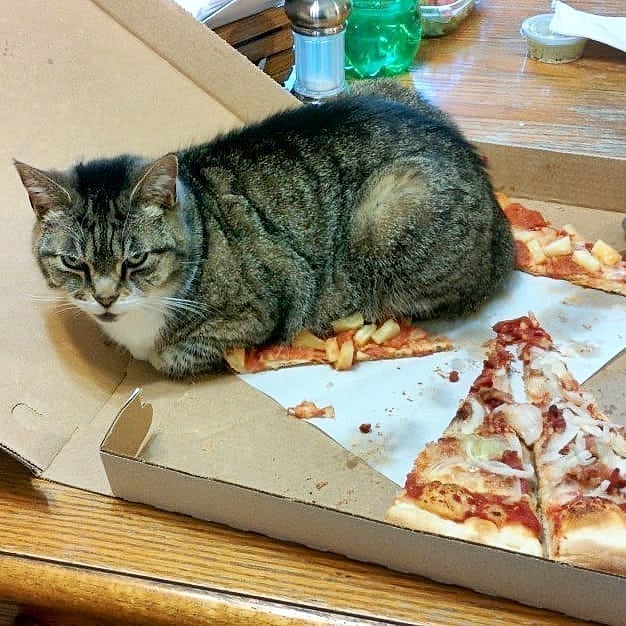 apes banget makan bareng peliharaan © berbagai sumber apes banget makan bareng peliharaan © berbagai sumber