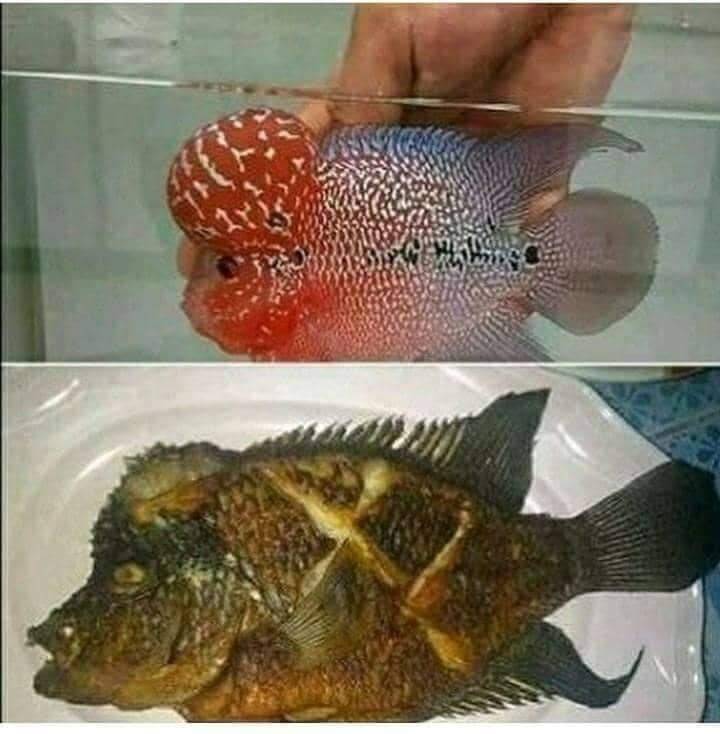 makanan seafood nyeleneh © Berbagai Sumber