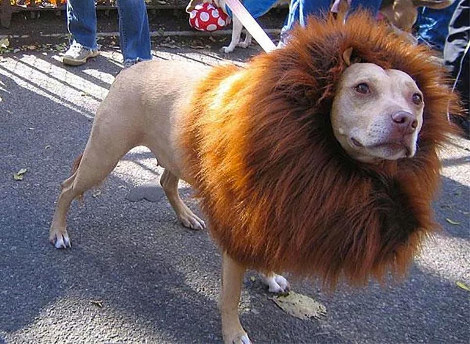 hewan tapi penampilannya bikin salfok © berbagai sumber