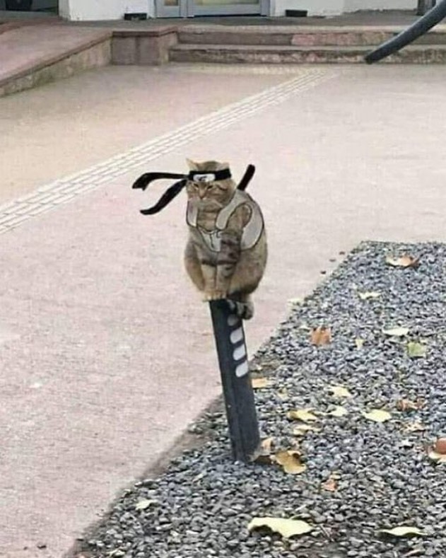 hewan tapi penampilannya bikin salfok © berbagai sumber