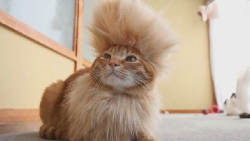 hewan tapi penampilannya bikin salfok © berbagai sumber