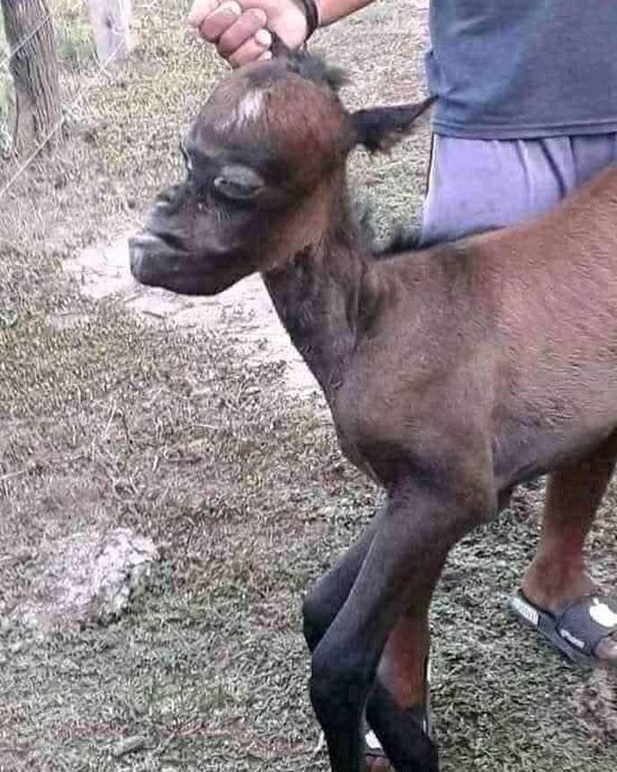 hewan tapi penampilannya bikin salfok © berbagai sumber