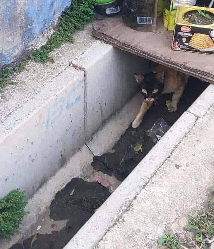 hewan tapi penampilannya bikin salfok © berbagai sumber