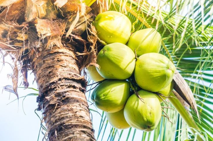 Arti mimpi tentang buah kelapa © 2022 berbagai sumber Arti mimpi tentang buah kelapa © 2022 berbagai sumber