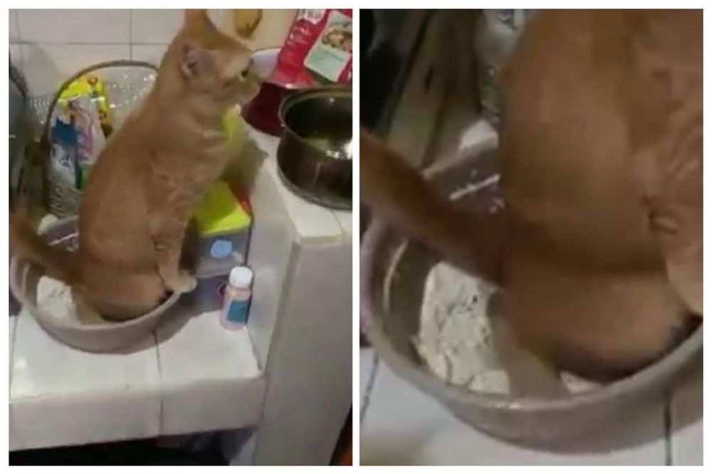 pas mau masak ada-ada aja momen lucunya © berbagai sumber