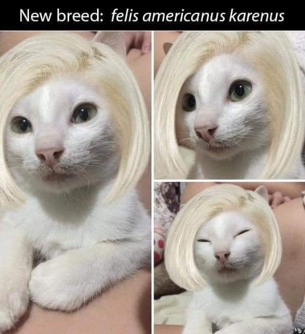 11 Potret lucu kucing pakai rambut palsu, bikin senyum lebar