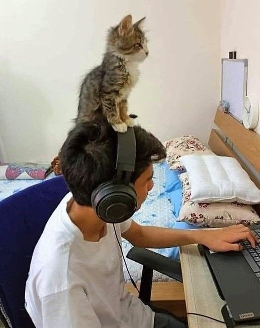 terpaksa harus ngalah nih © berbagai sumber terpaksa harus ngalah nih © berbagai sumber