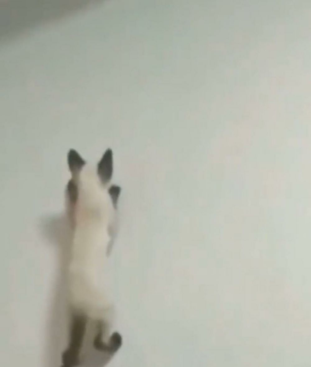 11 Tingkah nyeleneh kucing bak punya jurus Tiktok