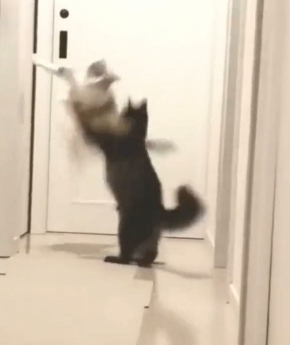 11 Tingkah nyeleneh kucing bak punya jurus Tiktok