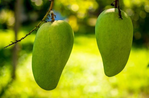 9 Arti mimpi tentang buah mangga menurut Islam dan primbon