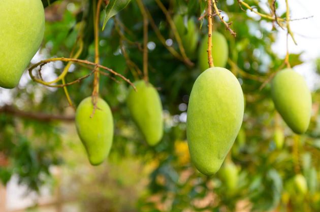 Arti mimpi tentang buah mangga © 2022 berbagai sumber