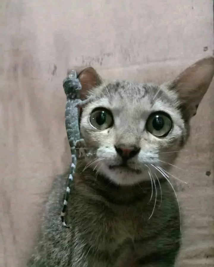 kucing kalau lagi sama hewan lain © berbagai sumber