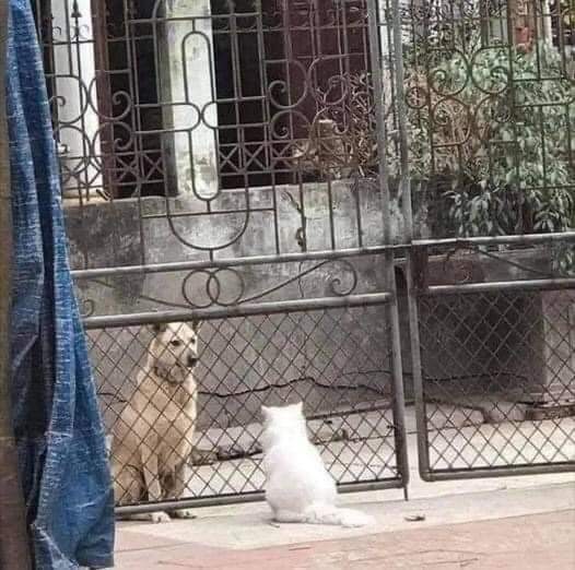 kucing kalau lagi sama hewan lain © berbagai sumber