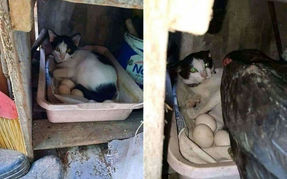 kucing kalau lagi sama hewan lain © berbagai sumber kucing kalau lagi sama hewan lain © berbagai sumber