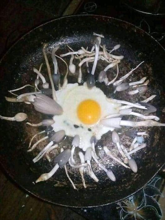 15 Momen kocak pas goreng telur ini aksinya bikin ngelus dada
