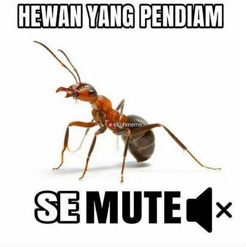 meme pelesetan nama hewan kocak deh © berbagai sumber