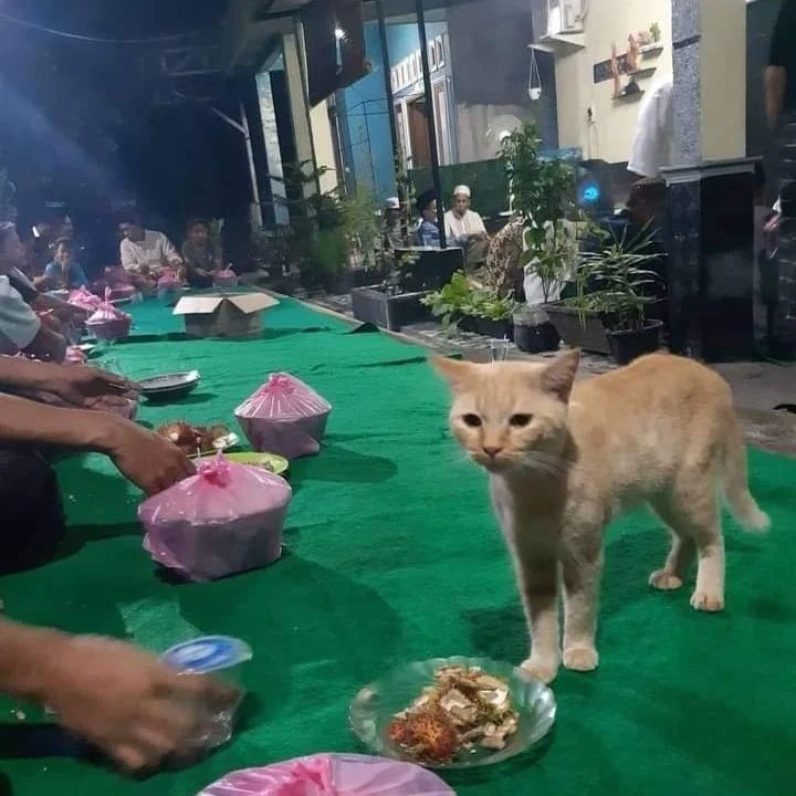 momen diganggu kucing nyeleneh pol © berbagai sumber