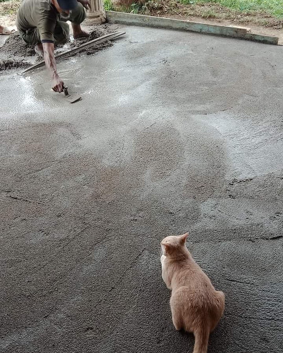 momen diganggu kucing nyeleneh pol © berbagai sumber momen diganggu kucing nyeleneh pol © berbagai sumber