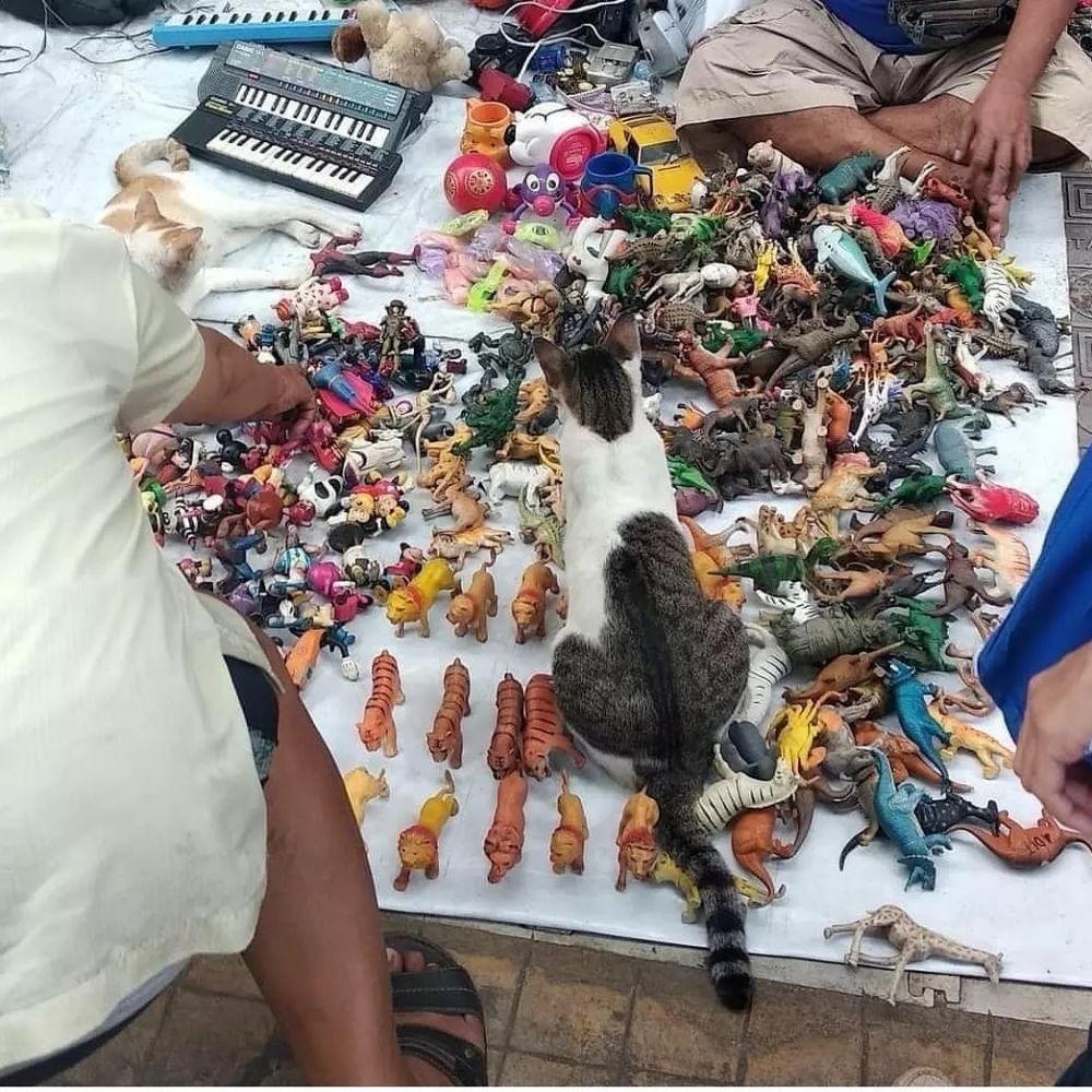 momen diganggu kucing nyeleneh pol © berbagai sumber momen diganggu kucing nyeleneh pol © berbagai sumber