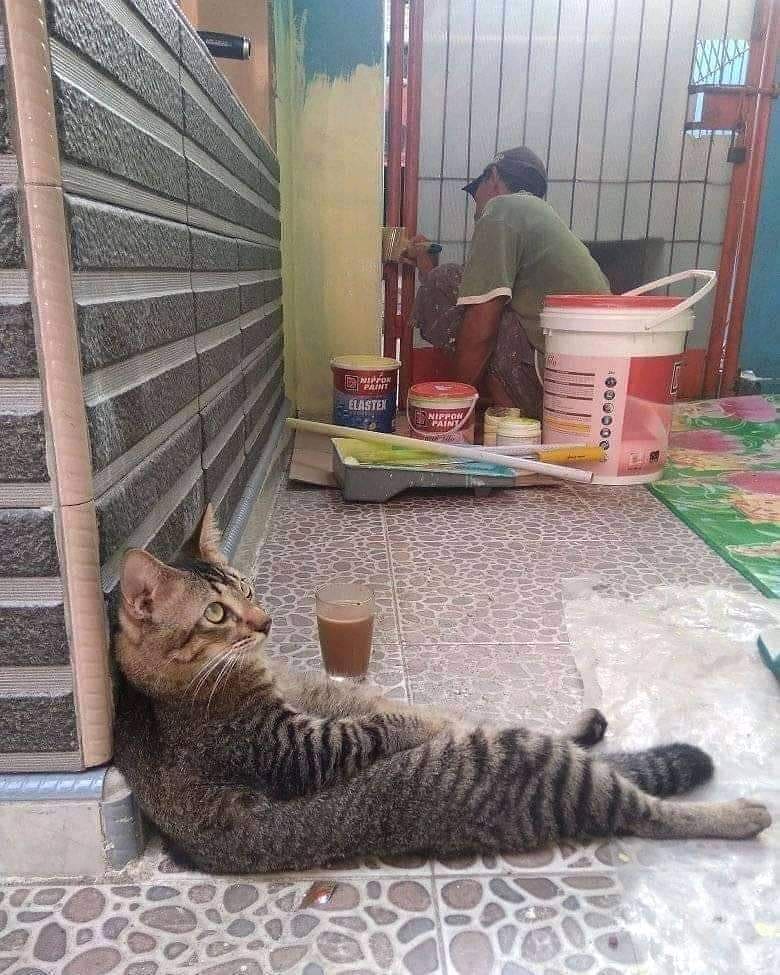 momen diganggu kucing nyeleneh pol © berbagai sumber momen diganggu kucing nyeleneh pol © berbagai sumber