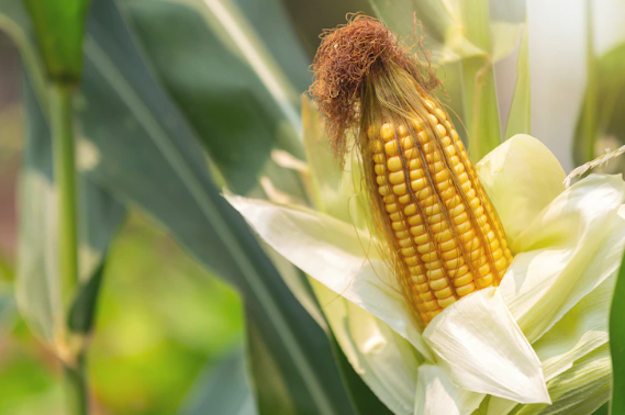 7 Arti mimpi seputar jagung, melambangkan harapan baik