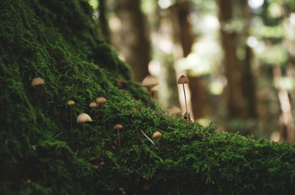 penjabaran tentang ekosistem © berbagai sumber