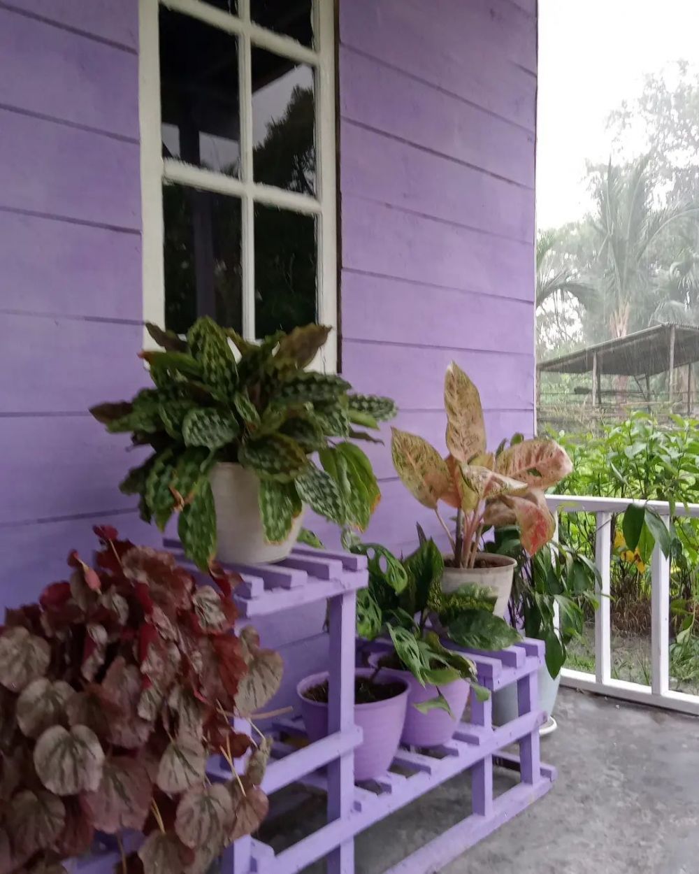 rumah ungu tepi sungai © berbagai sumber