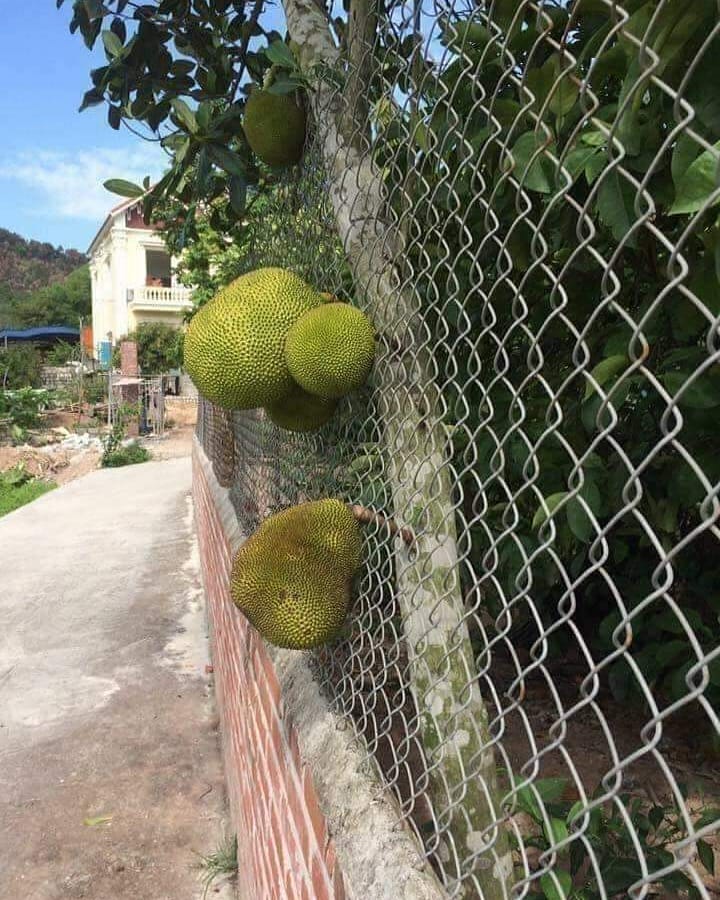 dapat rezeki dari tetangga sebelah © berbagai sumber