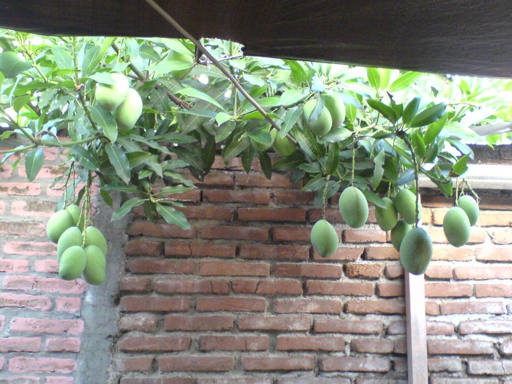 dapat rezeki dari tetangga sebelah © berbagai sumber