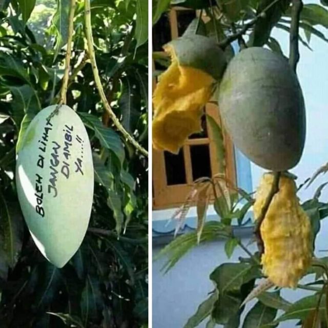 dapat rezeki dari tetangga sebelah © berbagai sumber