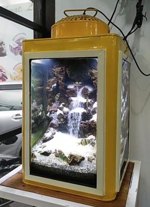 Pemilik ikan hias ini ubah kaleng kerupuk jadi akuarium TikTok