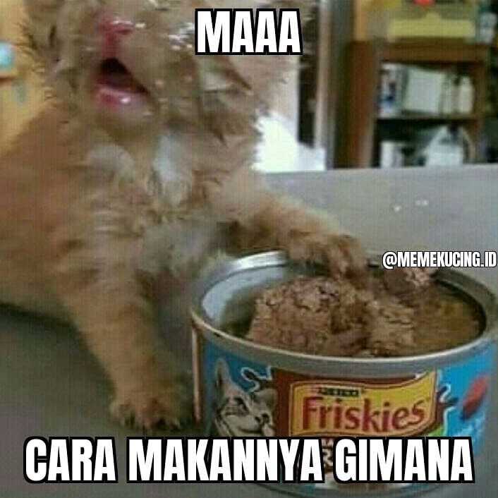 13 Meme tentang kucing ini bikin gemes dan pengen ketawa Berbagai sumber