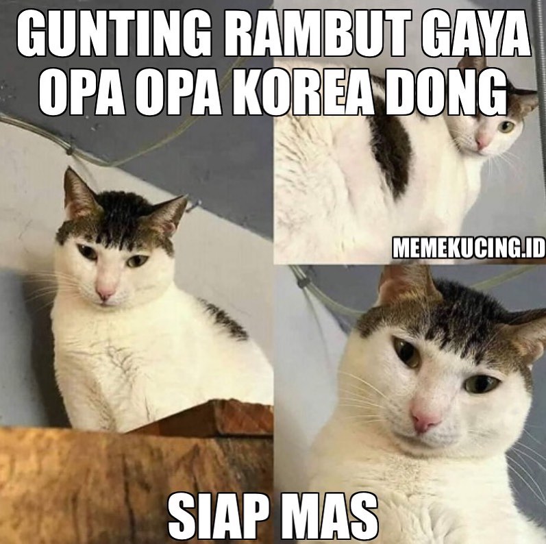 13 Meme tentang kucing ini bikin gemes dan pengen ketawa Berbagai sumber