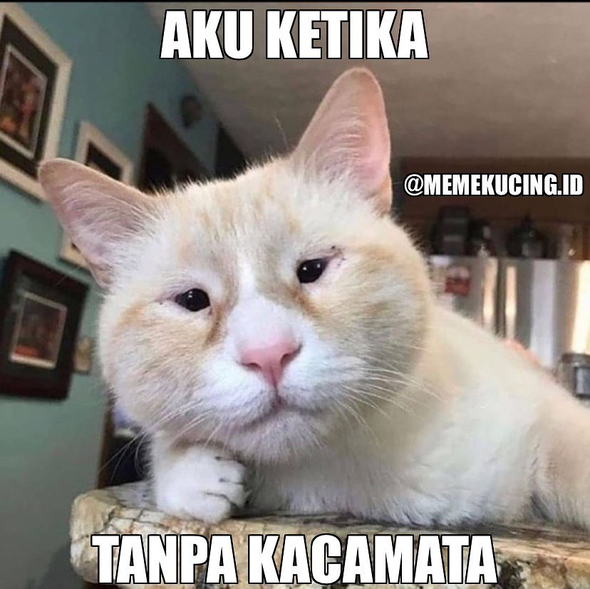 13 Meme tingkah lucu kucing ini bikin gemes dan pengin ketawa