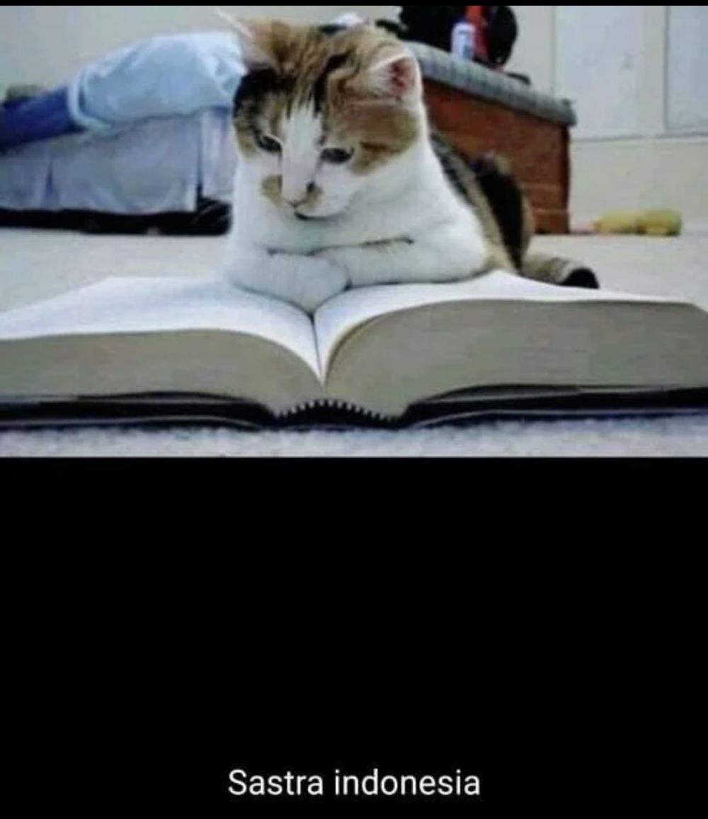 13 Meme tentang kucing ini bikin gemes dan pengen ketawa Berbagai sumber