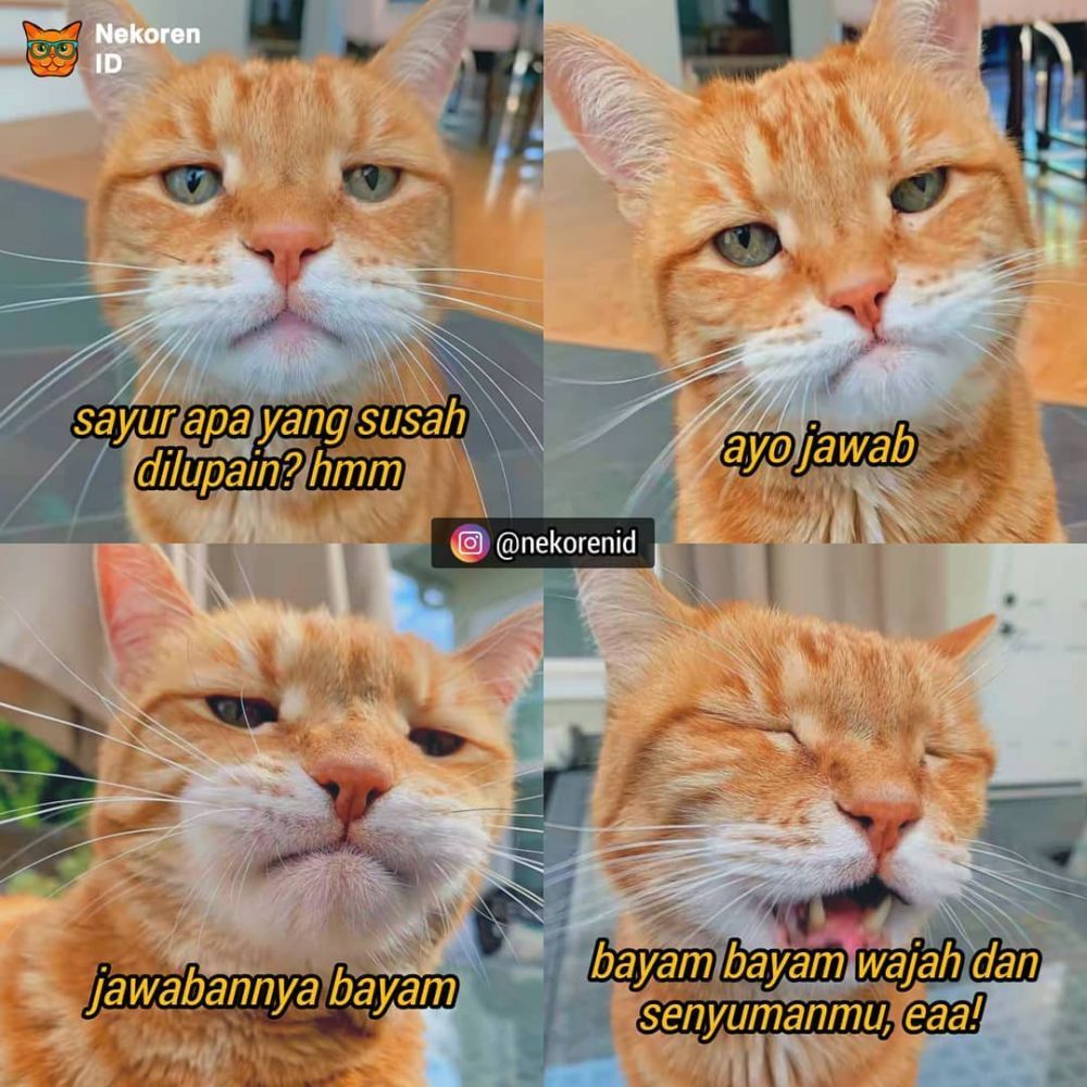 13 Meme tingkah lucu kucing ini bikin gemes dan pengin ketawa