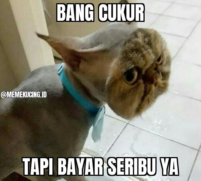 13 Meme tentang kucing ini bikin gemes dan pengen ketawa Berbagai sumber 13 Meme tentang kucing ini bikin gemes dan pengen ketawa Berbagai sumber