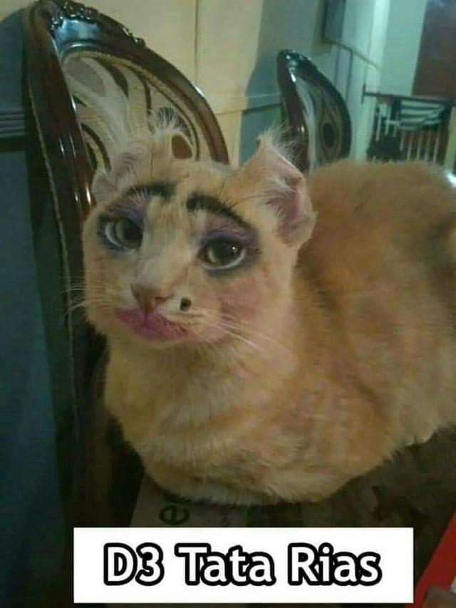 13 Meme tentang kucing ini bikin gemes dan pengen ketawa Berbagai sumber 13 Meme tentang kucing ini bikin gemes dan pengen ketawa Berbagai sumber