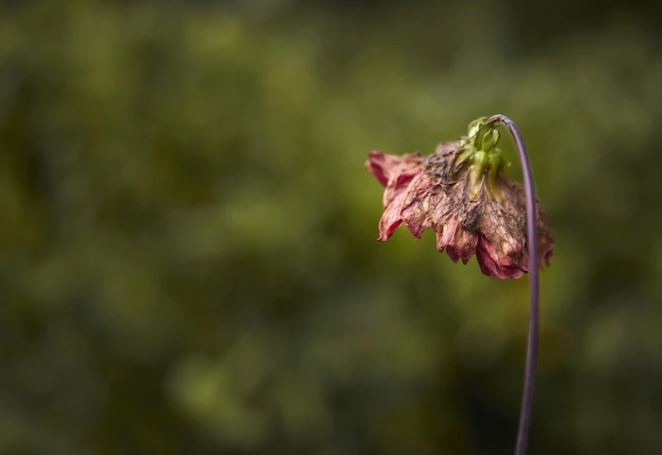 Arti mimpi seputar bunga © 2022 berbagai sumber